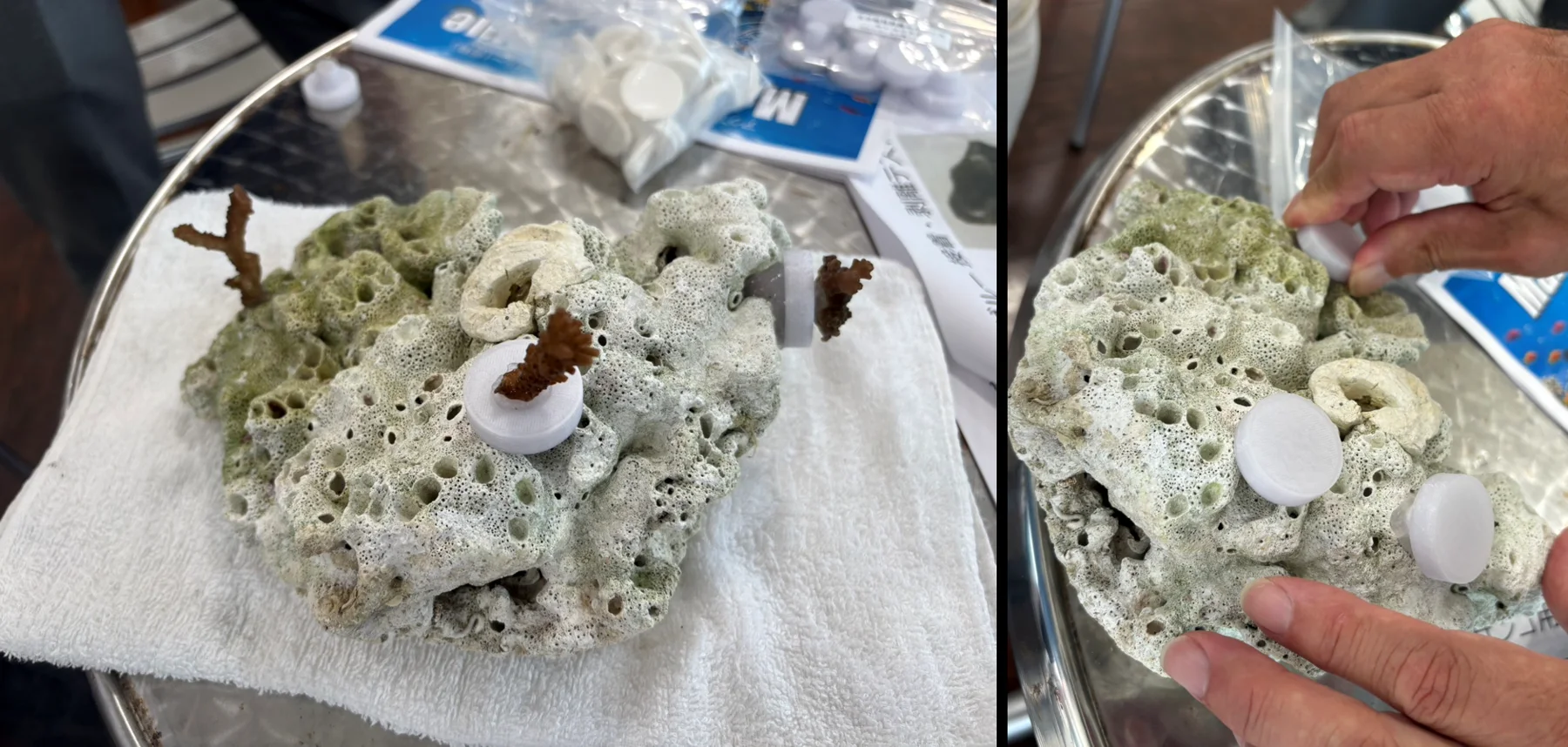 生分解性サンゴ移植用プラグの実証テスト 関連写真 1