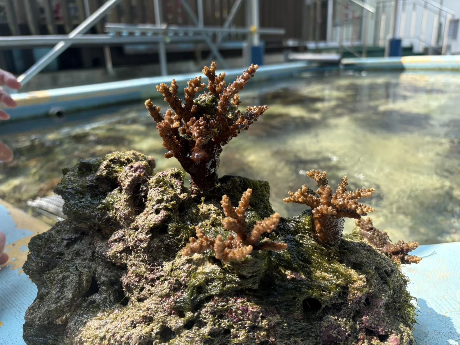生分解性サンゴ移植用プラグの実証テストの実際の製作・活動写真